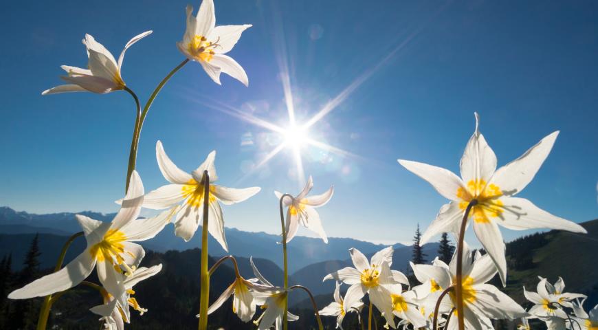 Кандык горный (Erythronium montanum)