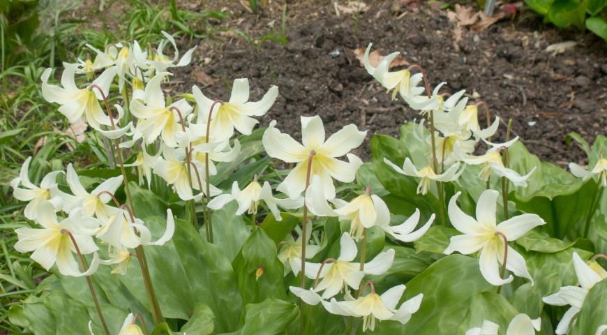 Кандык калифорнийский (Erythronium califoronicum) White Beauty