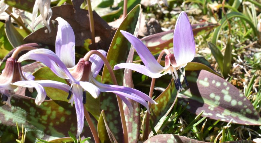 Кандык европейский (Erythronium dens-canis) Rose Queen