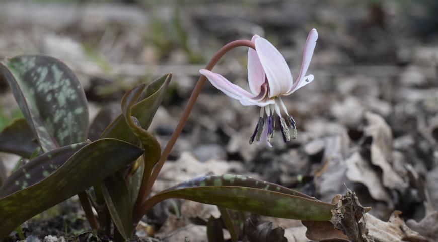 Кандык европейский (Erythronium dens-canis) Snowflake