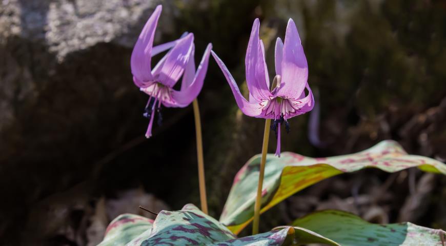 кандык японский (Erythronium japonicum)