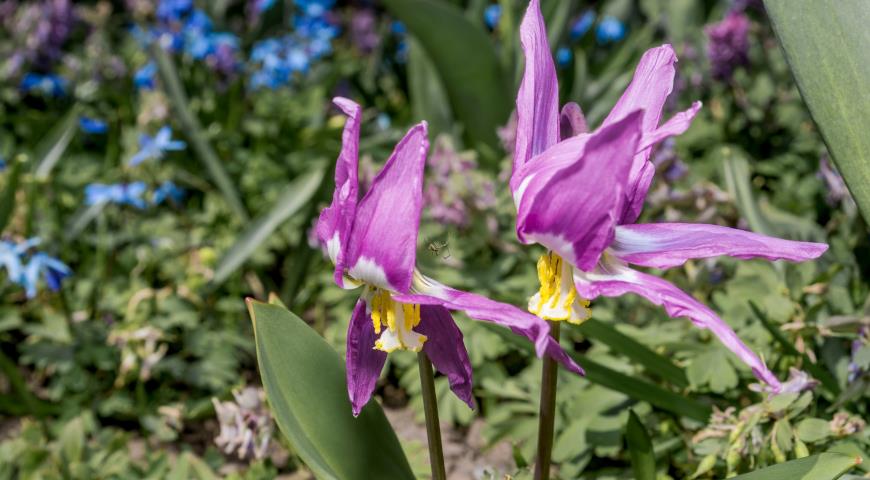 Кандык саянский (Erythronium sajanense)