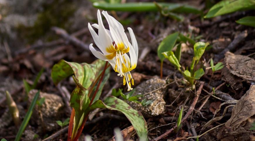 Кандык кавказский (Erythronium caucasicum)