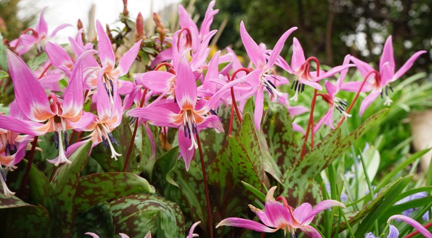 Кандык европейский (Erythronium dens-canis)