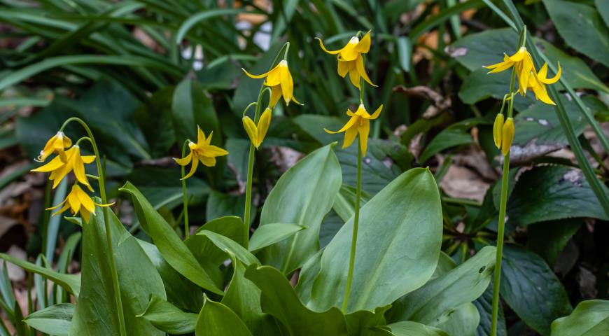 Кандык туолумнийский (Erythronium tuolumnense)