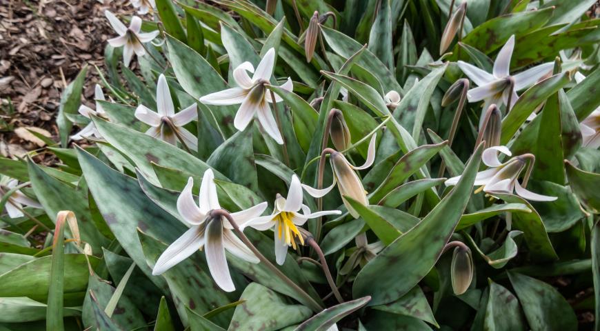 Кандык беловатый (Erythronium albidum)