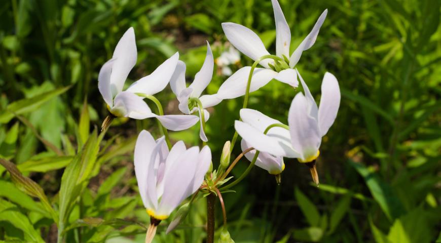 Додекатеон средний, или обыкновенный (Dodecatheon meadia)