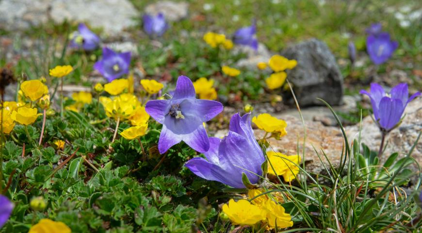 горечавка джимильская (Gentiana dshimilensis)