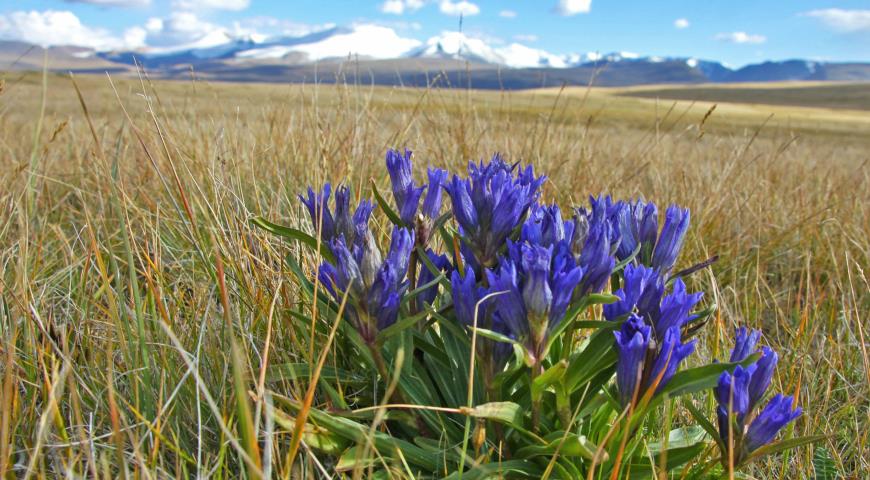 Горечавка легочная  (G. pneumonanthe)