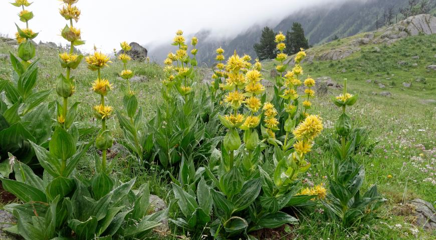 горечавка желтая (Gentiana lutea)