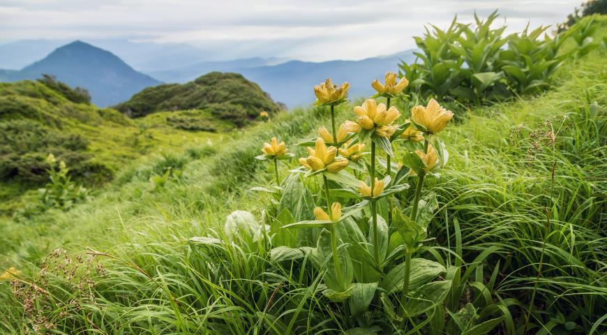 Горечавка пятнистая (Gentiana punctata)