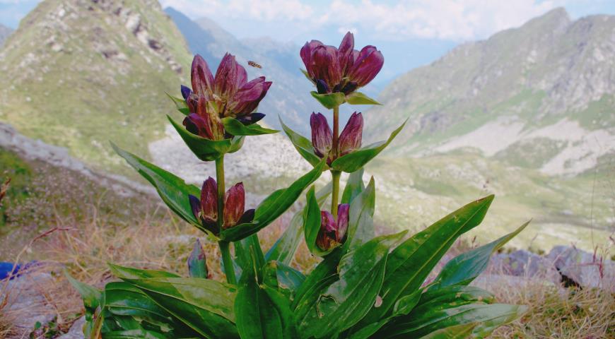 Горечавка пурпурная (Gentiana purpurea)