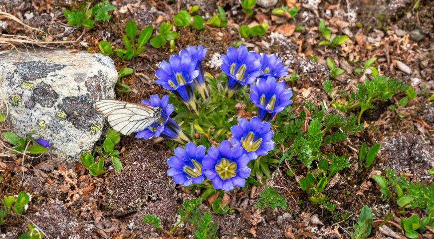 Горечавка крупноцветковая (Gentiana grandiflora) 