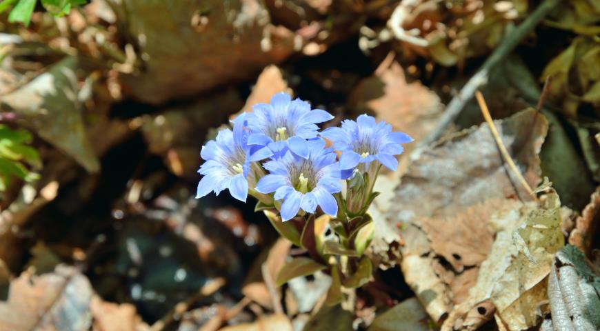 Однолетняя горечавка Цоллингера (Gentiana zollingeri)