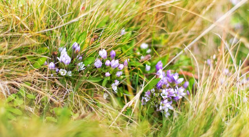 Горечавка перекрестнолистная (G. cruciata)