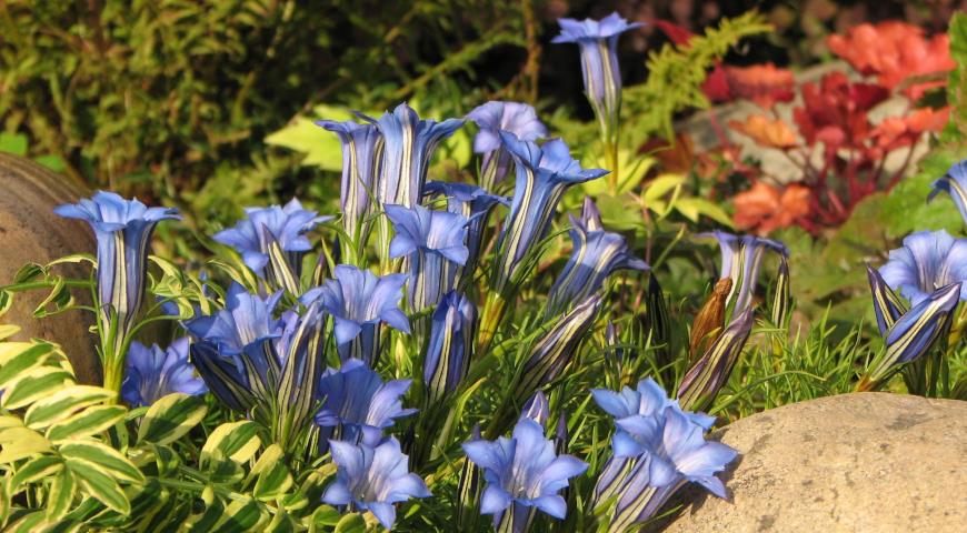 Горечавка китайско-украшенная (Gentiana sino-ornata)