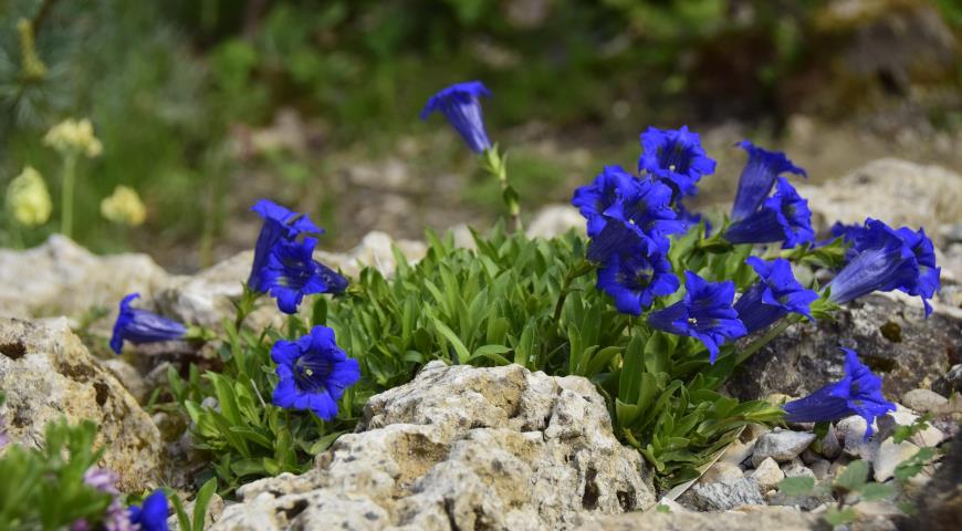 Горечавка динарская (Gentiana dinarica)