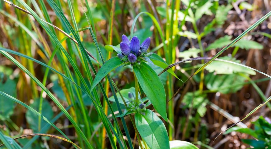 Горечавка Эндрюси (Gentiana andrewsii)