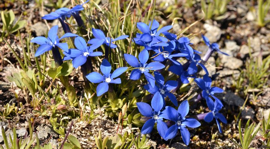 Горечавка весенняя (Gentiana verna)