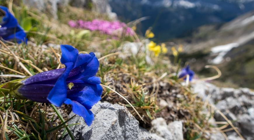 Горечавка Коха (Gentiana kochiana)