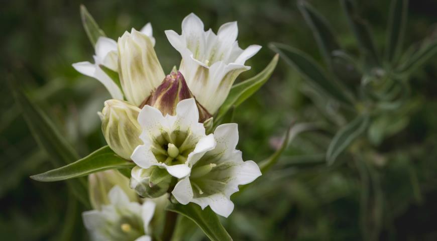 Горечавка тибетская (G. tibetica)