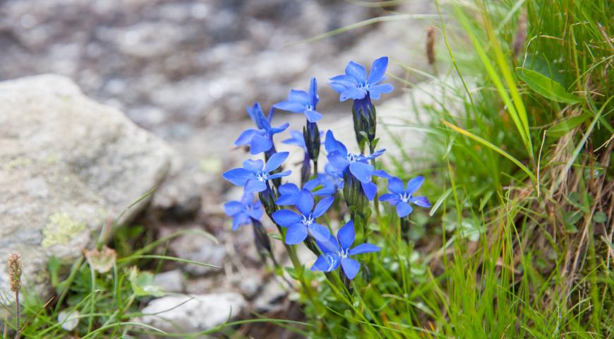 Горечавка округленная (G. orbicularis)