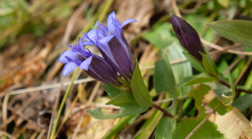 Горечавка семираздельная (G. septemfida)