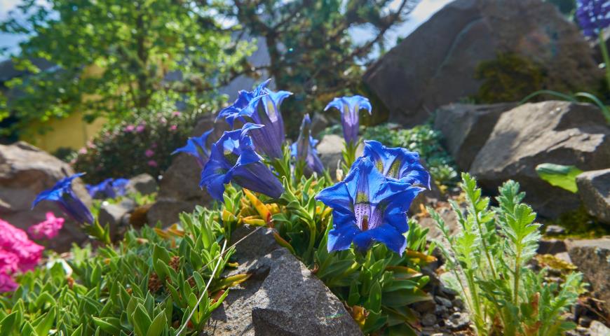 Горечавка бесстебельная (Gentiana acaulis)