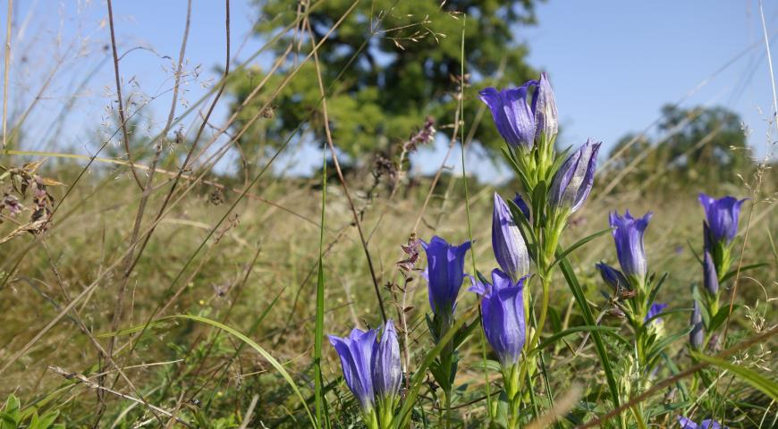 Горечавка легочная (G. pneumonanthe)