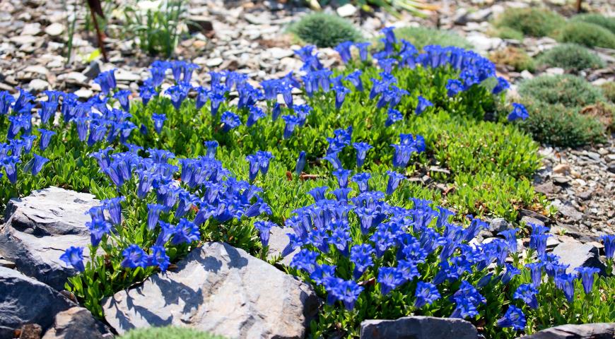 Горечавка бесстебельная (Gentiana acaulis)