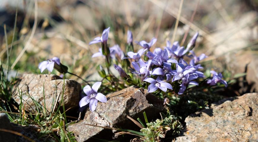 Горечавка семираздельная (Gentiana septemfida)