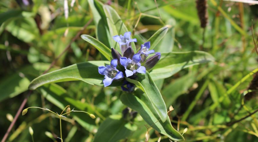 Горечавка крестовидная (Gentiana cruciata)