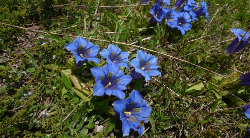 Горечавка динарская (Gentiana dinarica)