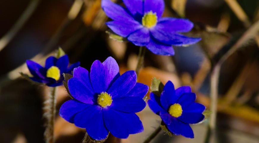 Печеночница средняя ( Hepatica х media ) Millstream Merlin