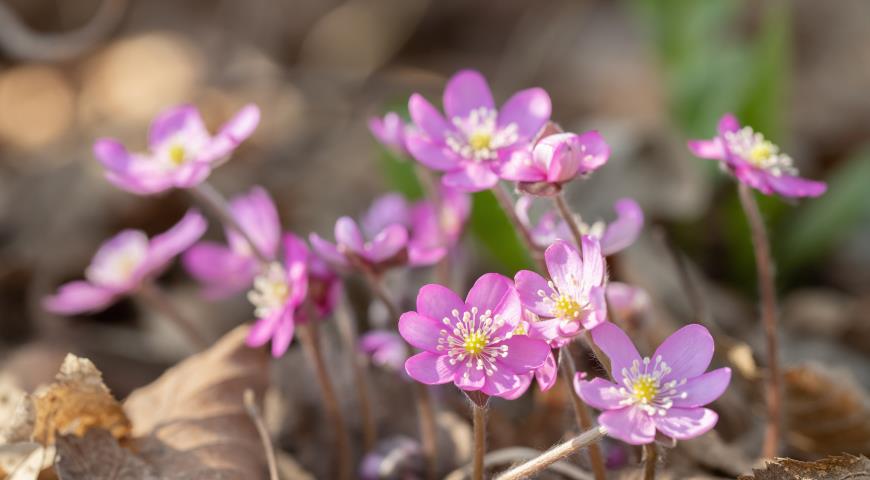 Pink Forest