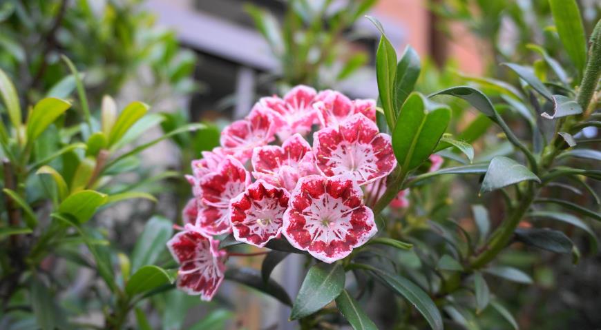 Кальмия широколистная (Kalmia latifolia)