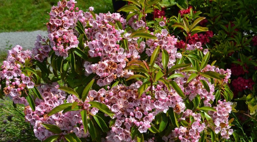 Кальмия широколистная (Kalmia latifolia) Peppermint 