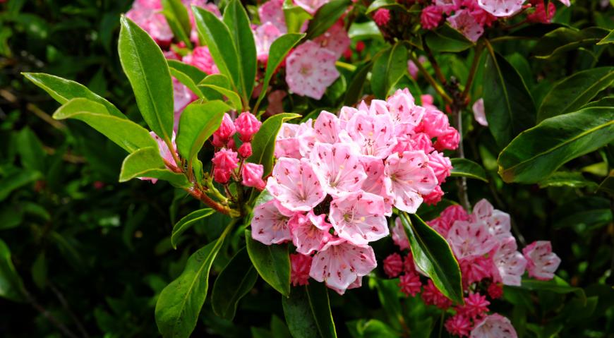 Кальмия широколистная (Kalmia latifolia) Olympic Fire