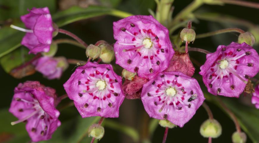 Кальмия многолистная (Kalmia polifolia)