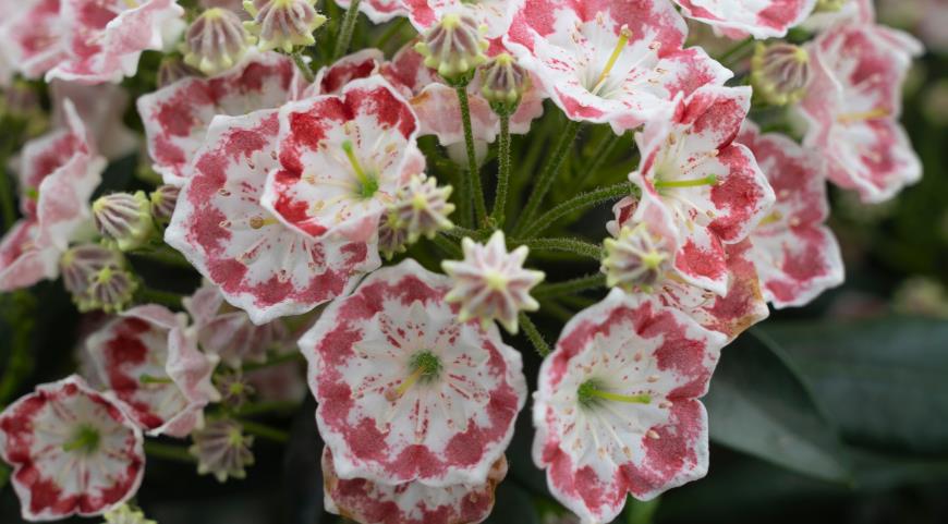 Кальмия широколистная (Kalmia latifolia) Minuet