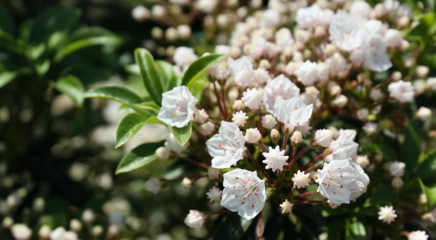 Кальмия широколистная (Kalmia latifolia) Elf