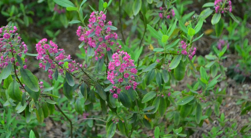 Кальмия многолистная (Kalmia polifolia)