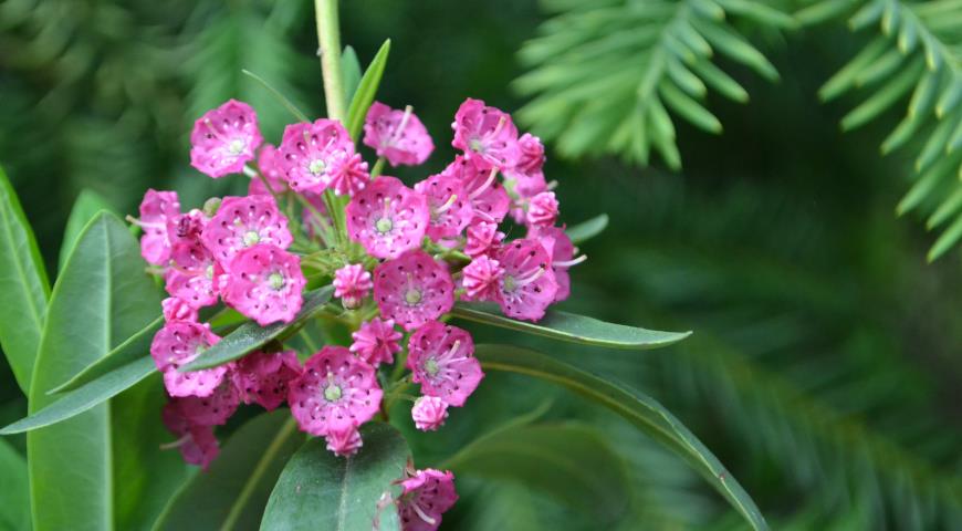 Кальмия узколистная (Kalmia angustifolia) Rubra