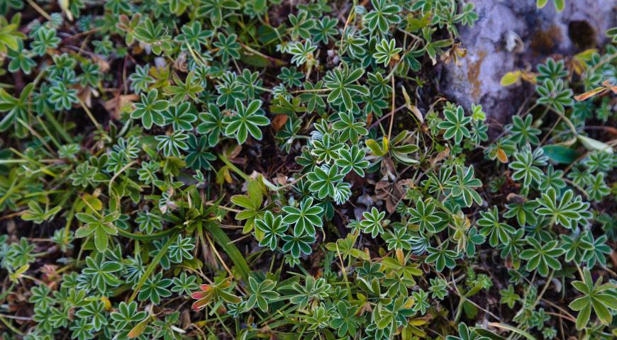 Манжетка альпийская (Alchemilla alpina)