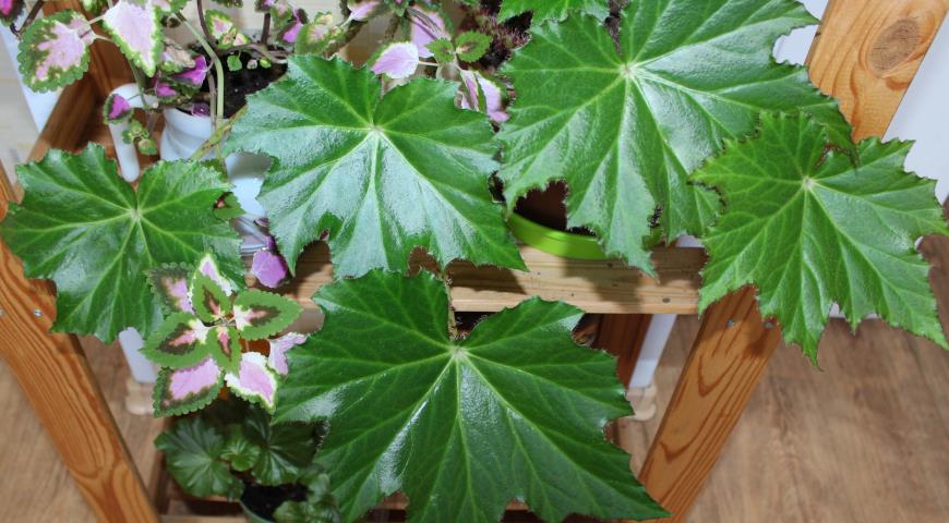 Бегония клещевинолистная (Begonia ricinifolia)