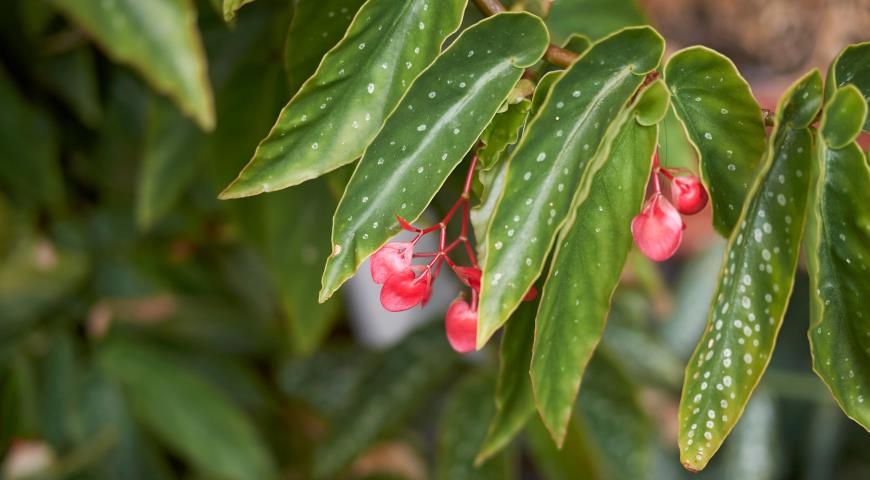 Бегония ярко-красная (Begonia coccinea)