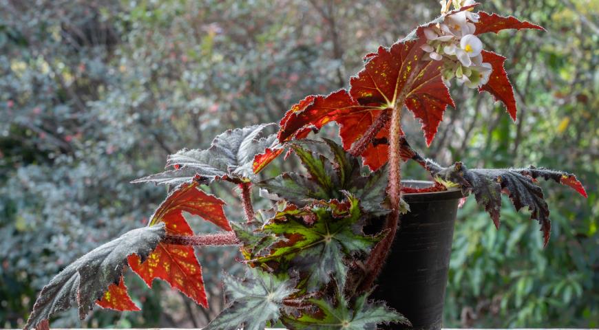 Бегония борщевиколистная (Begonia heracleifolia)