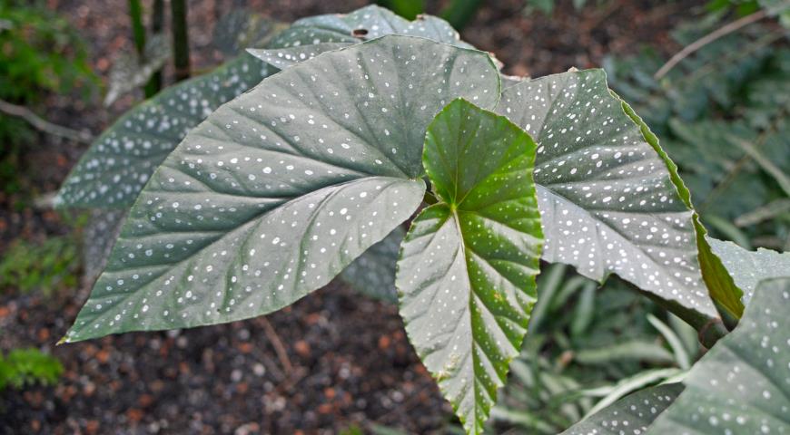 Бегония коралловая (Begonia Corallina) 