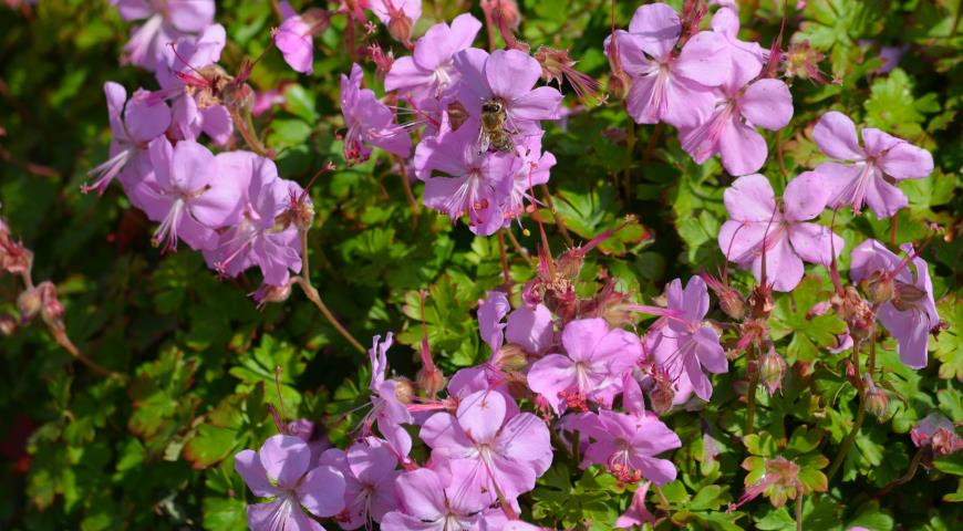 Герань кантабригийская (Geranium x cantabrigiense)