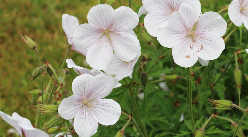 герань Кларка (Geranium clarkei)